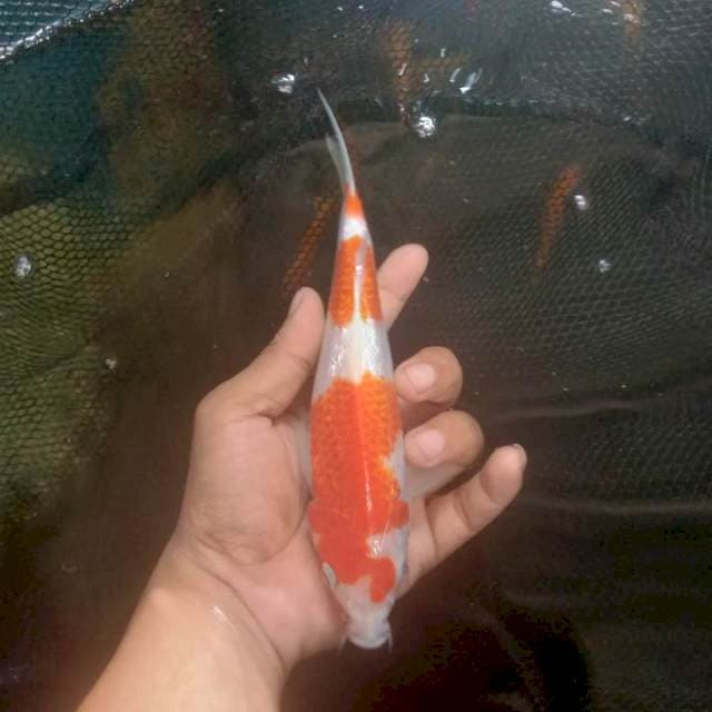 Kohaku Ginrin SQ 21cm