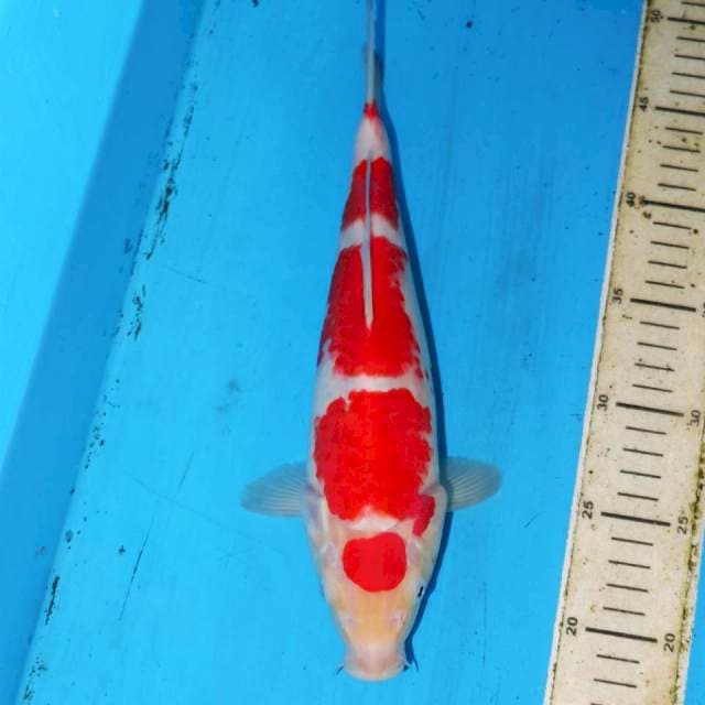 SUBARASHI KOHAKU 31cm