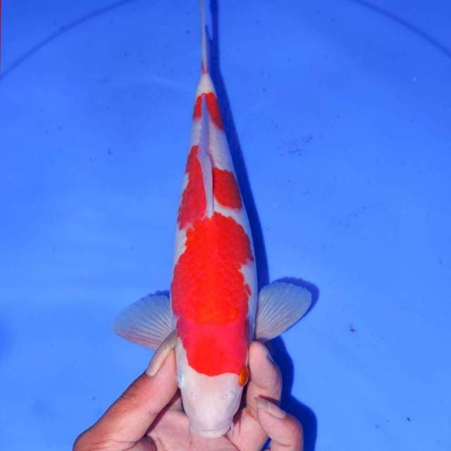 MITAME KOHAKU