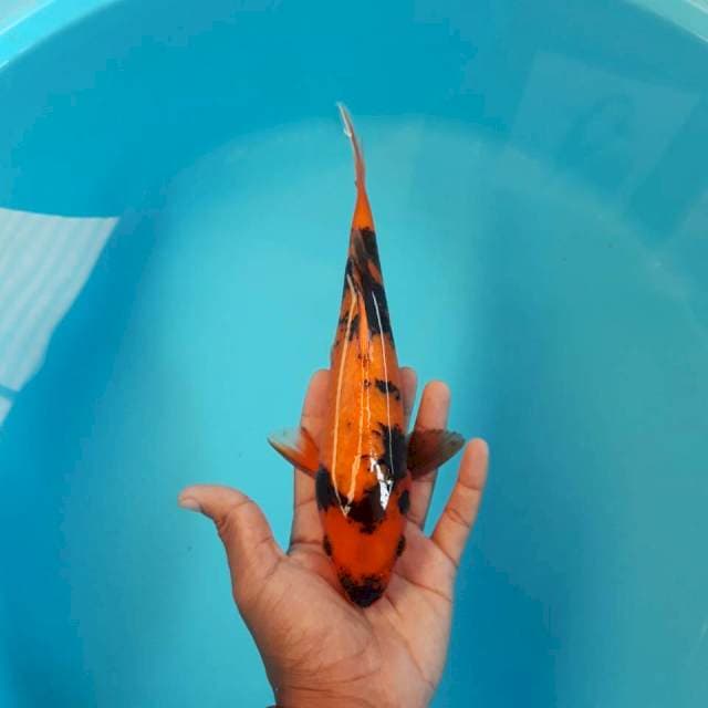 Hi Utsuri Mantap 25cm