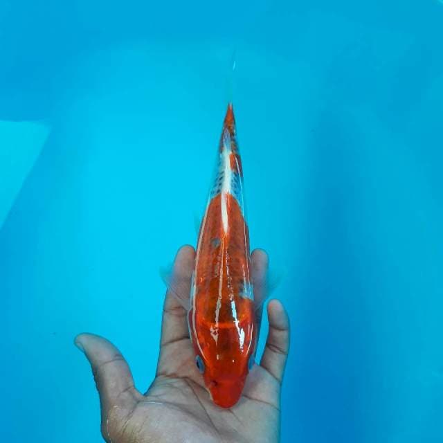 Goshiki Racing 26cm
