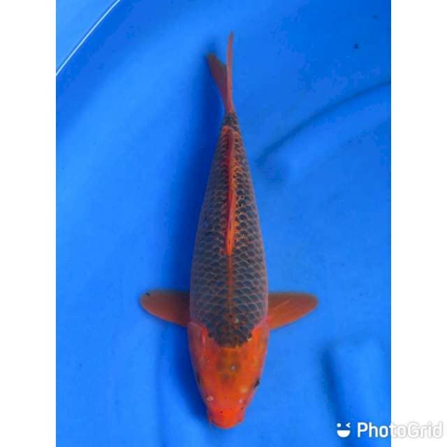 35cm - Red Matsuba Bongsor