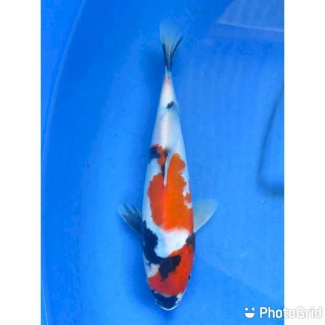 27cm - Kindai Showa Tategoi