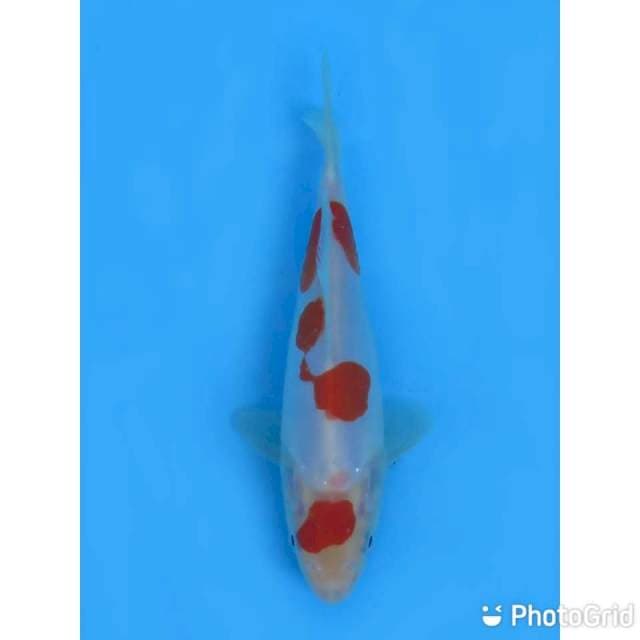 15cm - Kohaku Doit Ori