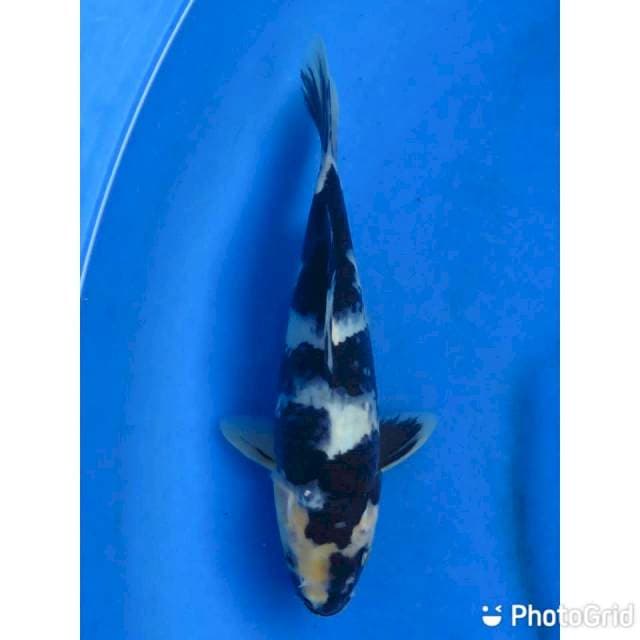 25cm - Yondan Shiro