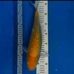 Karasi ginrin 35cm