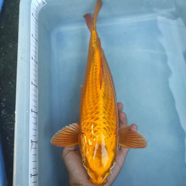 Gold Kawarimono 37cm