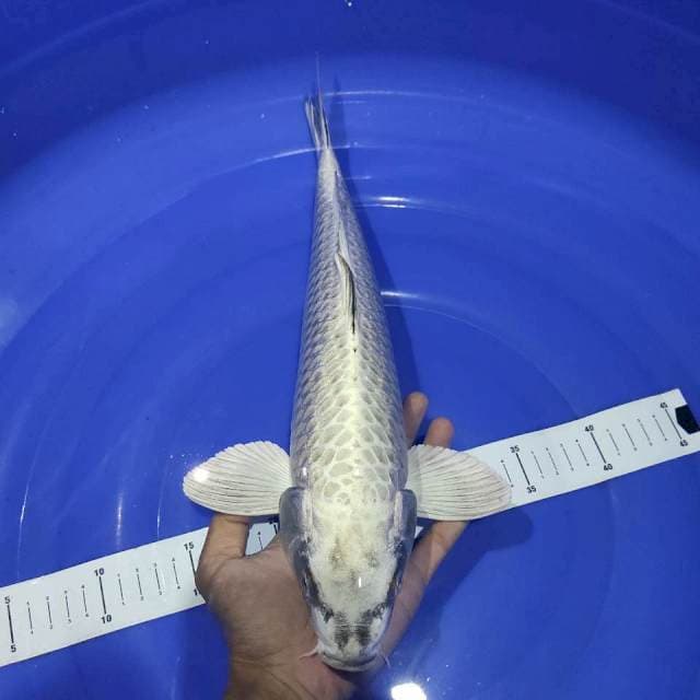 Mukashi 39cm
