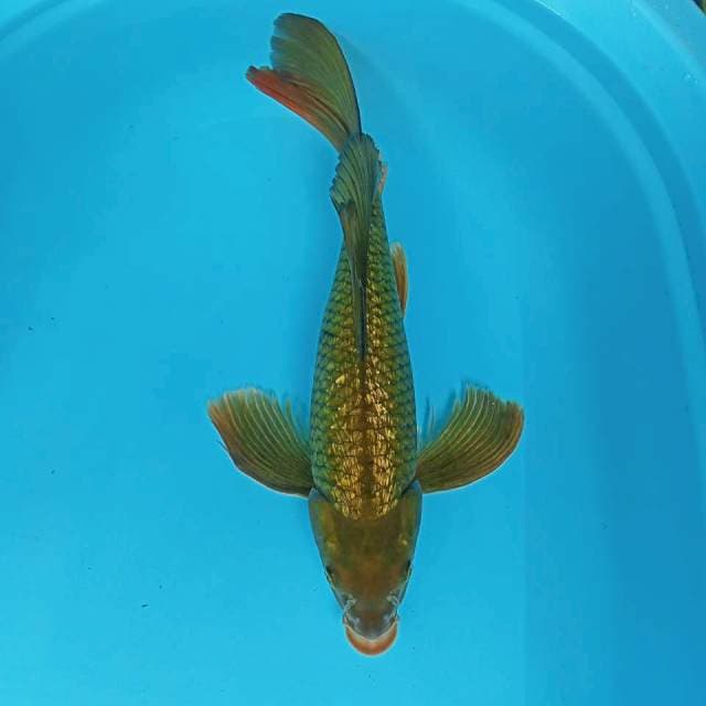 KUMPAY MIDORI GOOD BODY 47CM
