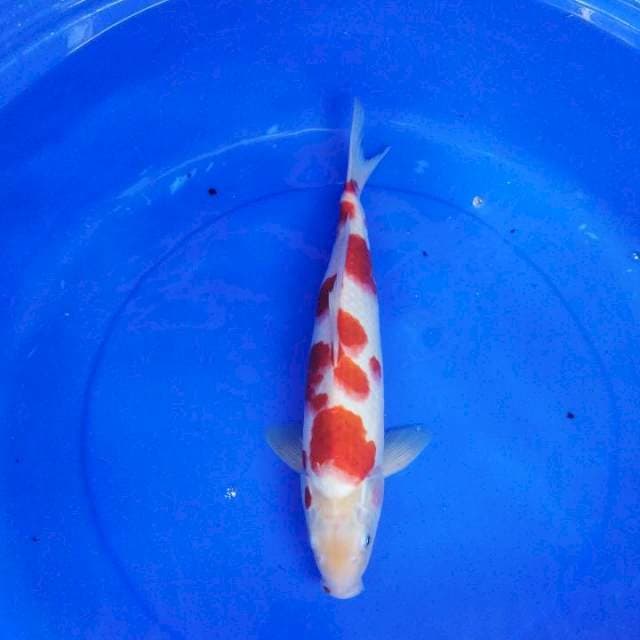 Kohaku su