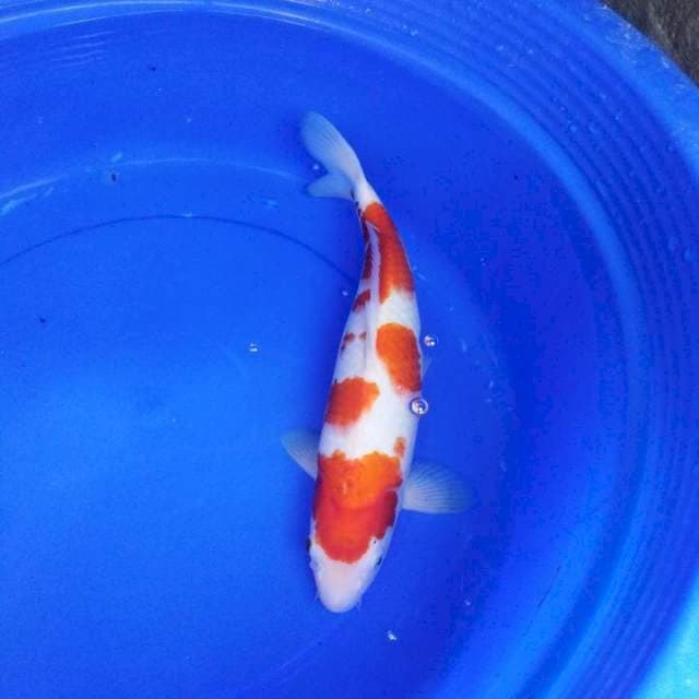 Kohaku lady