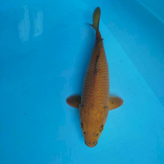 Caghoi 30 cm