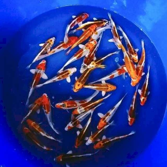 Rombongan kojaku 20-26cm 30ekor +bonus 2