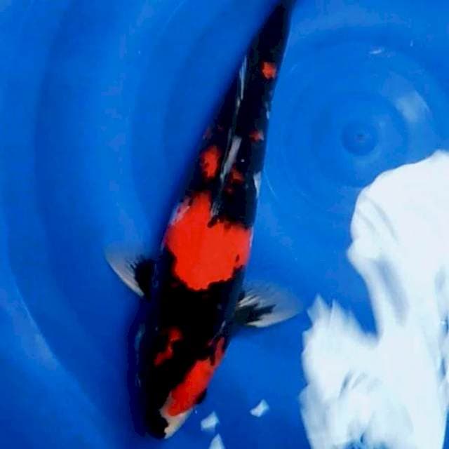 Showa Sanshoku 33cm