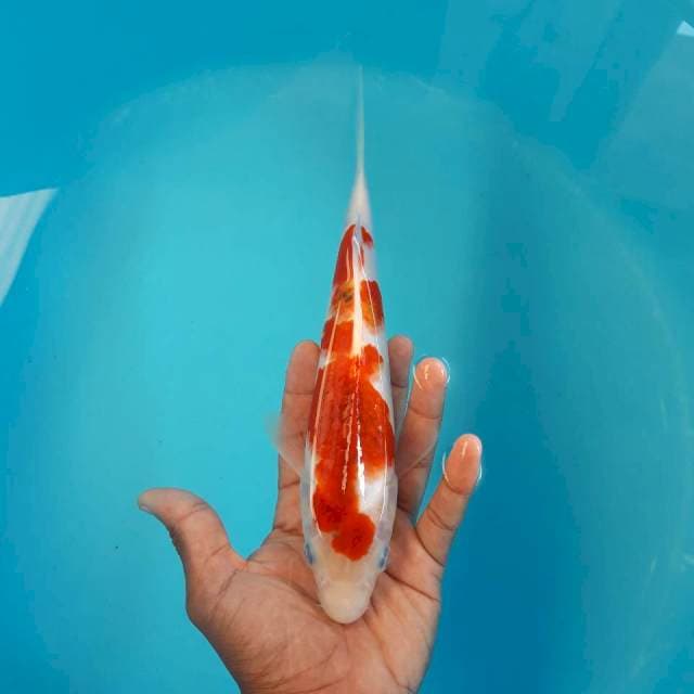 Ai Goromo Super 25cm