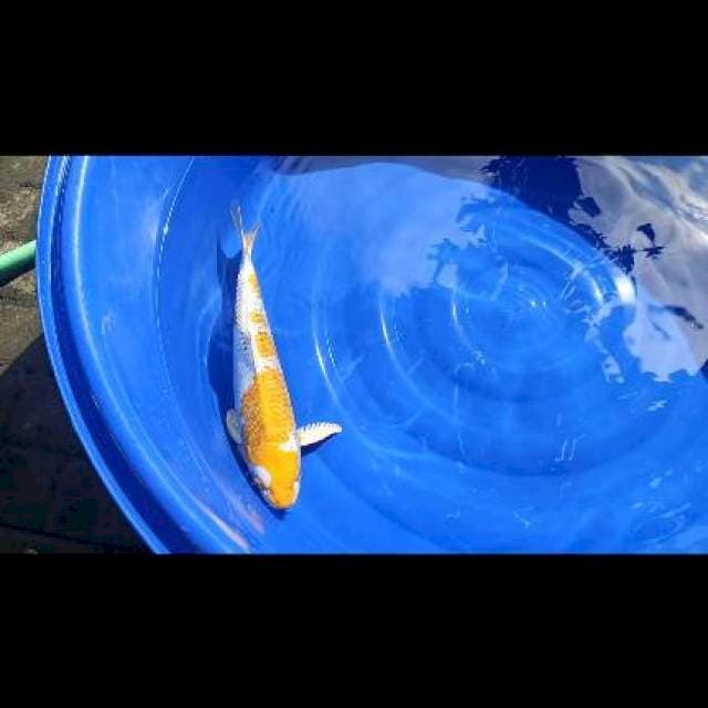 hariwake 42cm jantan