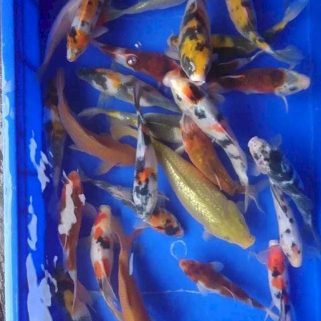 Mix cantik 27 ekor