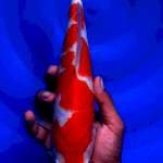 Kohaku, 30cm female