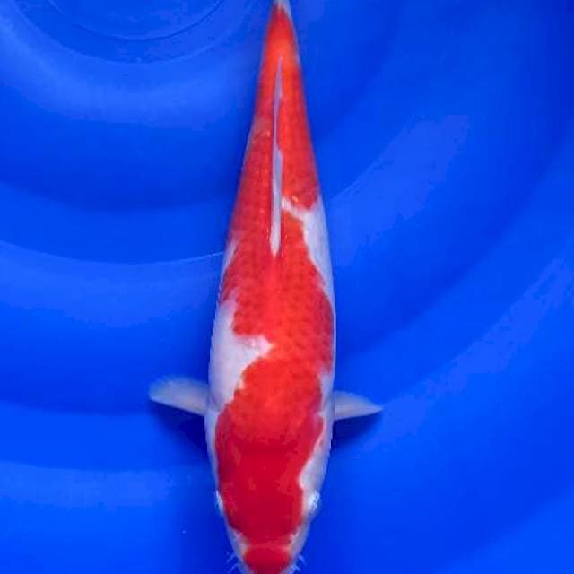 Kohaku, 27cm fm