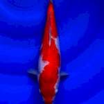 Kohaku, 27cm fm
