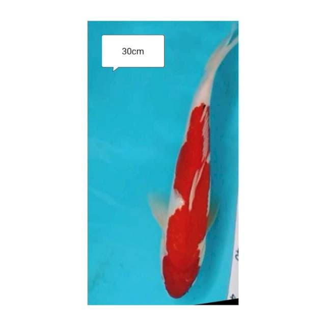 KOHAKU INZUMA 30CM