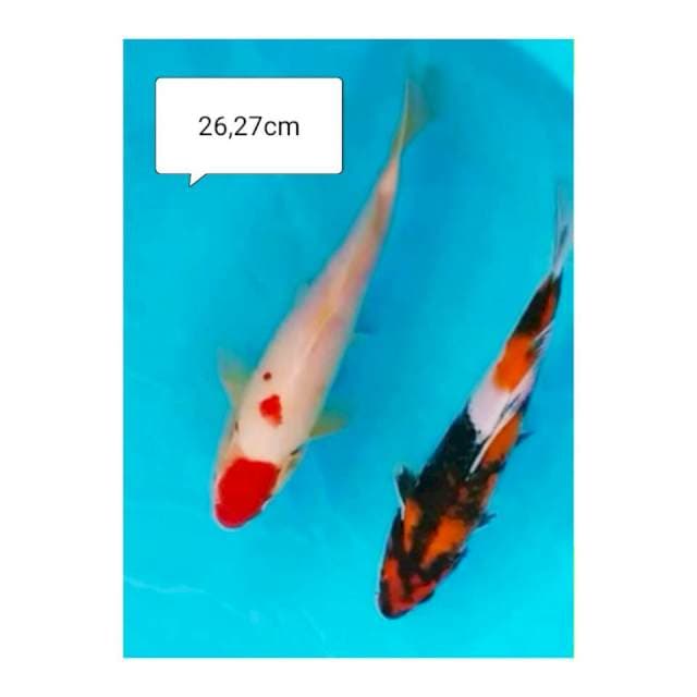 Tc KOHAKU & SOWA COMUNITY