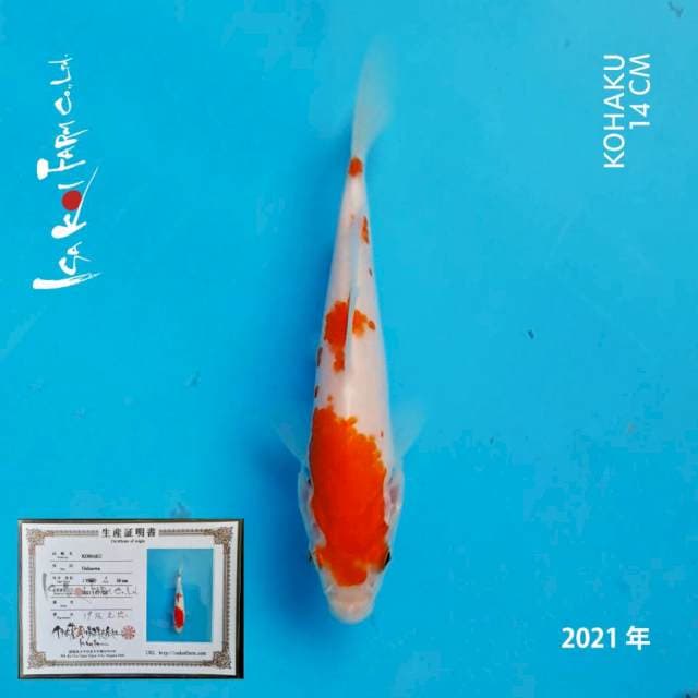 KOHAKU IMPORT ISA KOI FARM