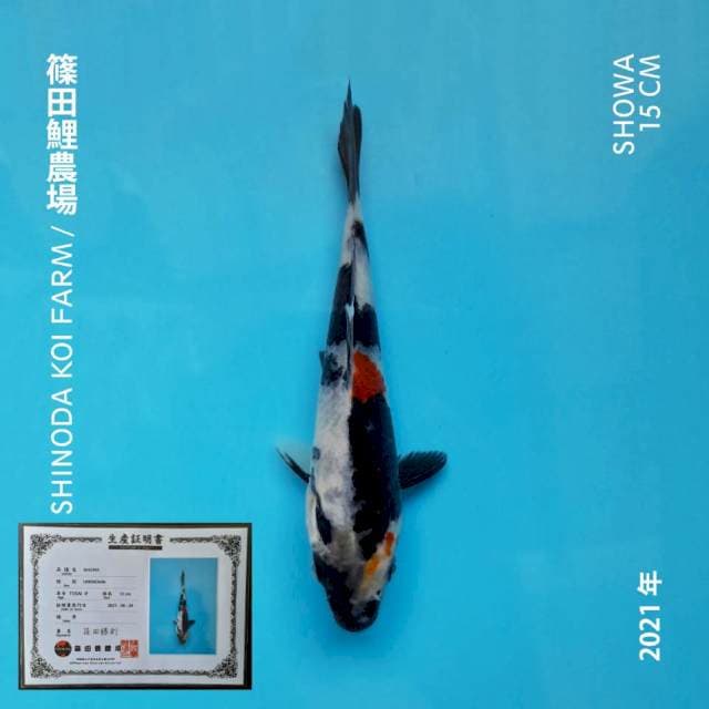 SHOWA SHINODA