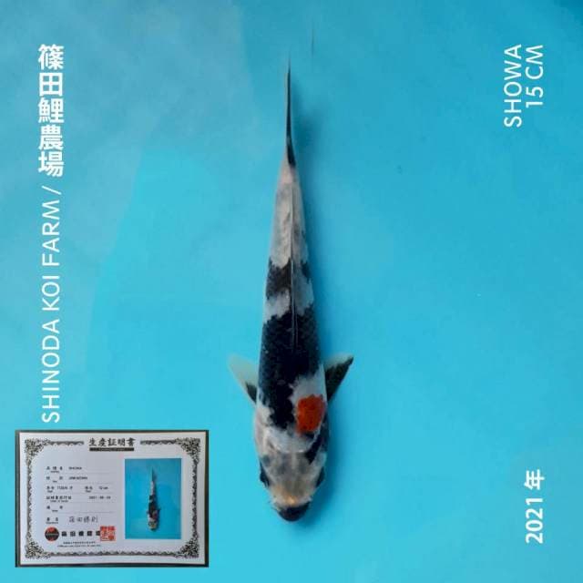SHOWA IMPORT SHINODA