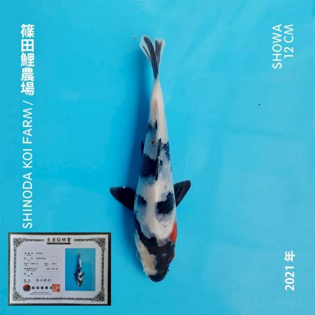 SHOWA IMPORT CERTY SHINODA