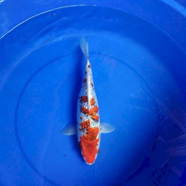GOSHIKI GINRIN 30 cm
