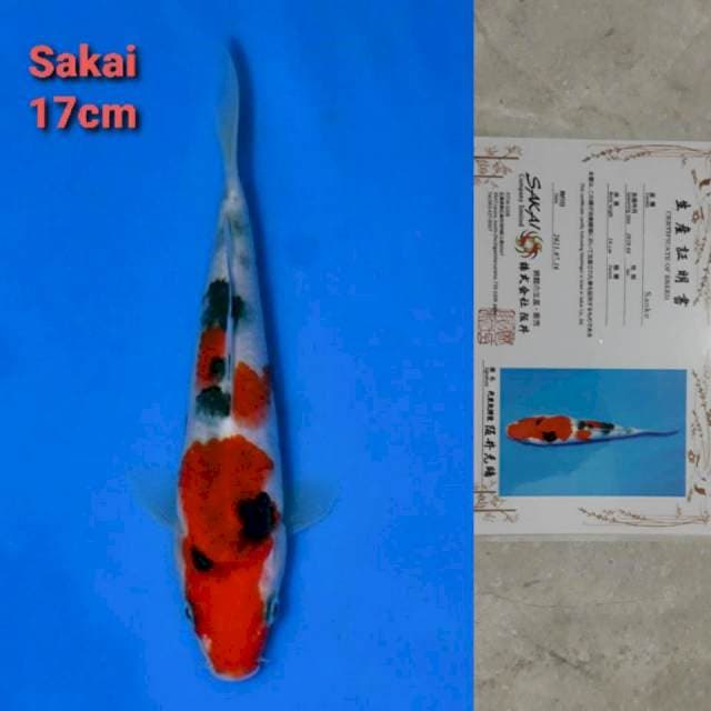 Sakai Sanke Certi