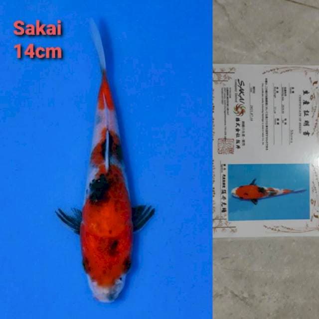 Sakai Showa Certi