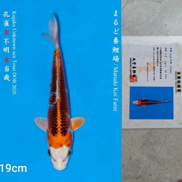 Marudo Kujaku 19cm Certi