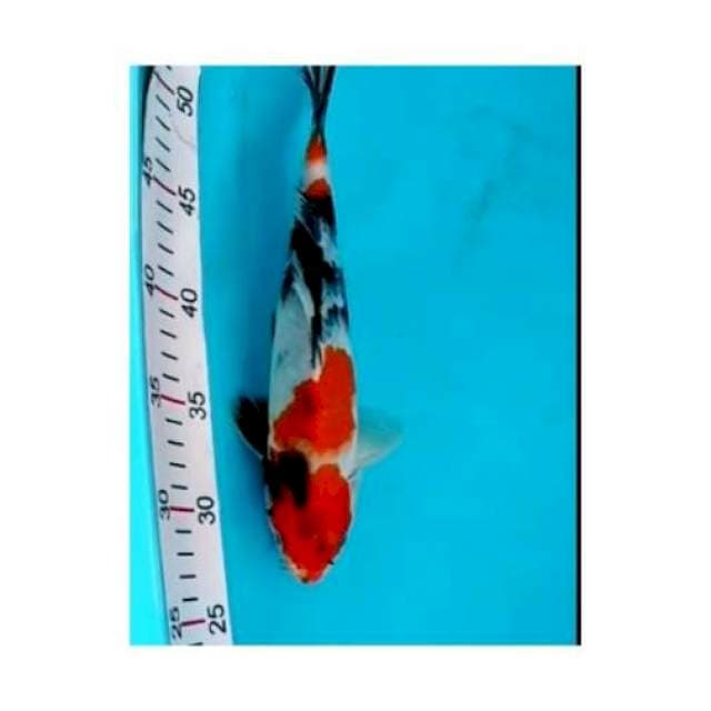 SOWA HENDEL 26cm