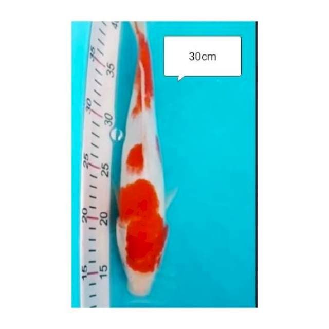 KOHAKU MILD 30cm