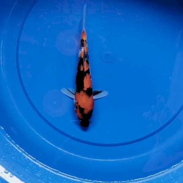 Showa 22 Cm