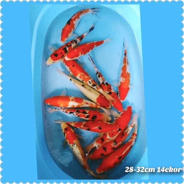  sanke 28-32cm 14ekor