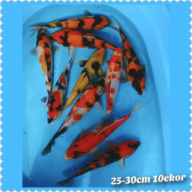 Showa 25-30cm 10ekor