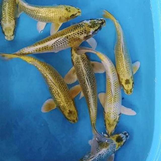 8e MUKASI gindrin 30-32cm