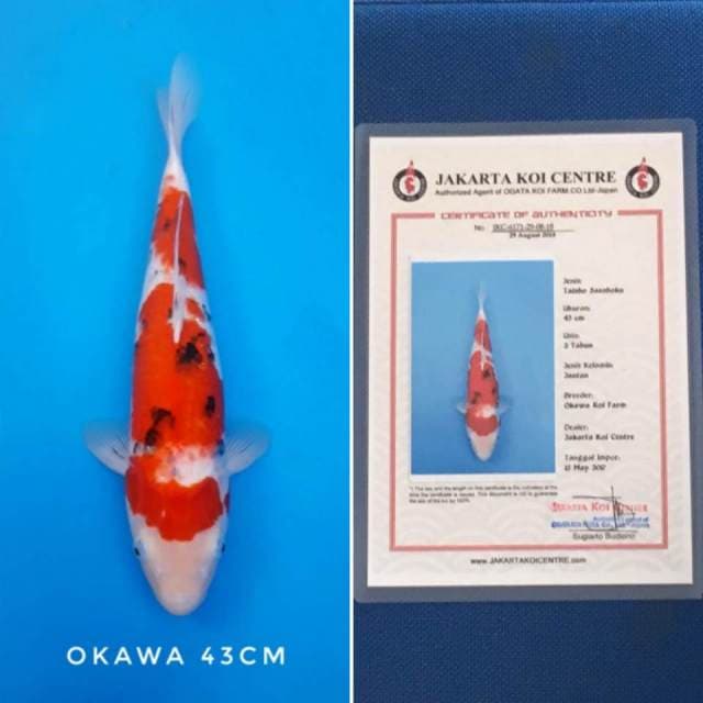 Sanke import sertifikat