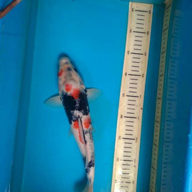 Showa 35 male
