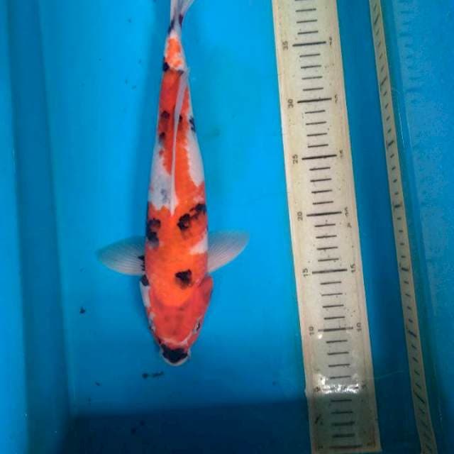 Showa 34cm male