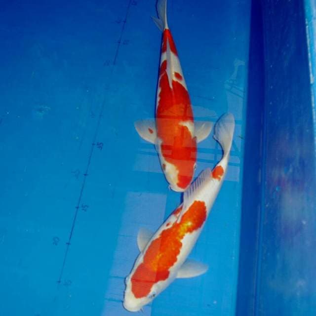 Red Hanatsuki Kohaku 35 cm & Nidan Kohaku 29 cm