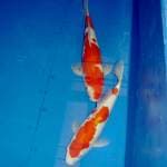 Red Hanatsuki Kohaku 35 cm & Nidan Kohaku 29 cm