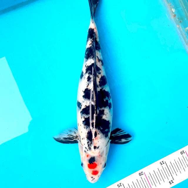 Tancho Bekko 38cm