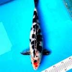 Tancho Bekko 38cm