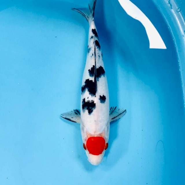 Tancho Sanke, 30 cm