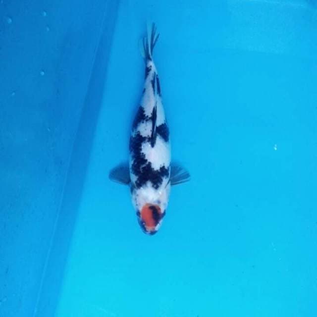 Tancho showa 27cm