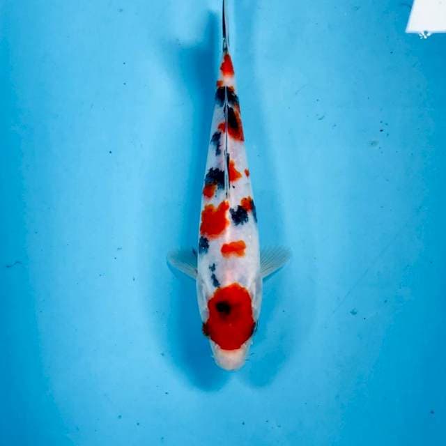 Sanke, 24 cm